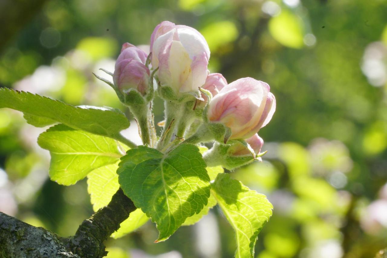 ホテル Flora Auf Gut Guntrams Schwarzau am Steinfelde エクステリア 写真